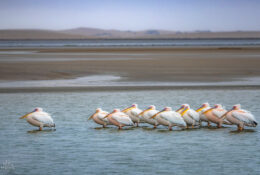 Namibia_August (33/135)